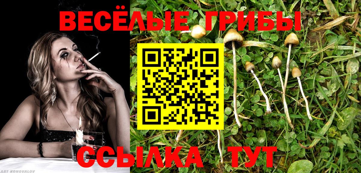 Псилоцибиновые грибы Cubensis Шахты